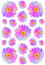 Fietsstickers Gerbera multicolor